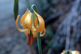 Lilium columbianum