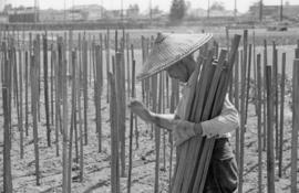 [Chinese vegetable gardener in field]