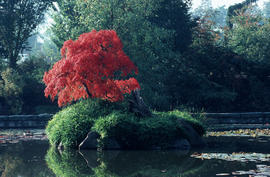 Acer palmatum