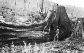 [Lougheed logging camp]