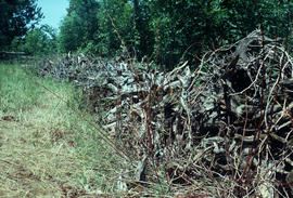 Landscape - detail : root fence (U[pper] C[anada] V[illage])