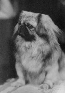 Pekinese