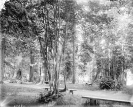 [Benches along trail in Stanley Park]