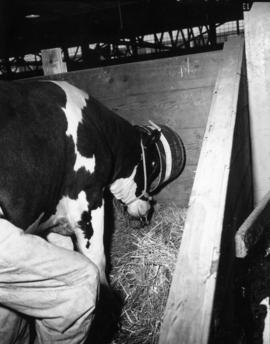 Cattle in Livestock building stall