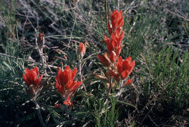 Castilleja