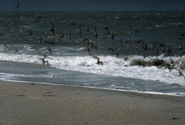 Wildlife : waders on seashore