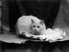 Cat on pillow