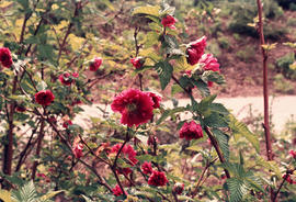 Rubus spectabilis 'flore pleno'