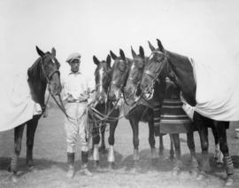 Groom with five horses
