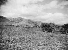 Cane cars etc., pressed steel, loaded sugarcane cars in field