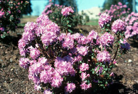 Rh[ododendron] racemosum