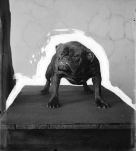 Studio portrait of a bulldog