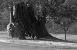 Stanley Park - Big Hollow Tree