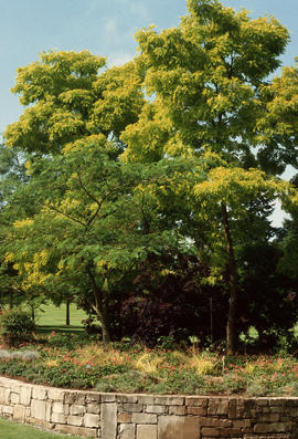 Robinia pseudoacacia : Frisia