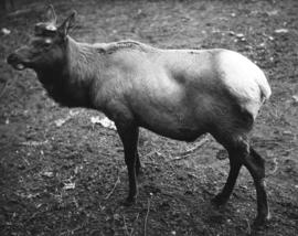 [An elk]