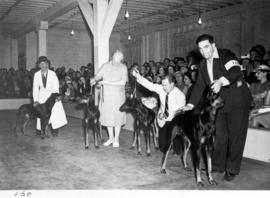 Doberman pinschers at Canada Pacific Exhibition all-breed dog show