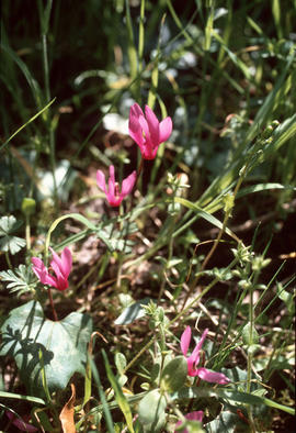 Cyclamen repandum near Calvi