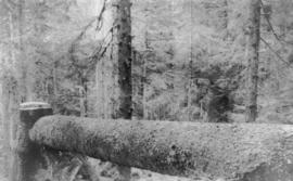 Logging, Aeroplane Spruce