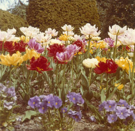Close-up of pansies and tulips at 3851 Pine Crescent
