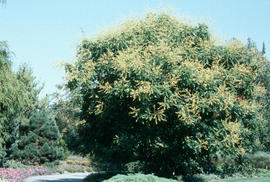 Kolreutera paniculata