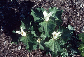 Trillium sessile [at] UBC Alpine Garden