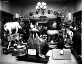 [Royal British Columbia Museum exhibition of wildlife]