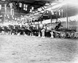 Team group P.N.E. 1948 : [horse driving trials in Livestock building]