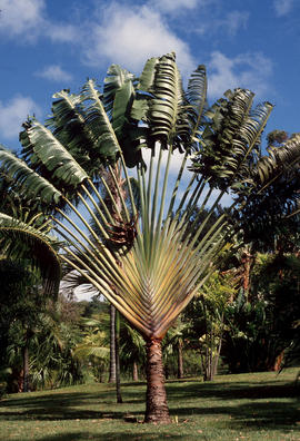 [Ravenala madagascariensis] : travellers palm, VanDusen Gardens