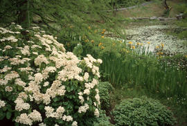 Viburnum dilatatum cv onandaga