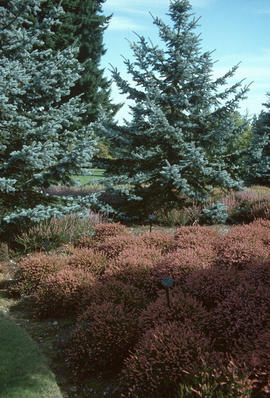 Picea pangens and [Calluna vulgaris :] heather