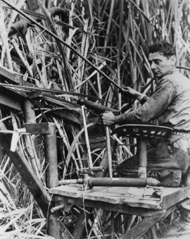Harvesting cane