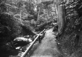 Path in the woods near Beaverlake, Stanley Park
