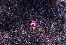 Clarkia gracilis