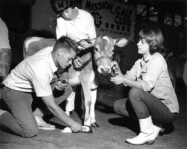 Mission Jersey Calf 4-H Club members brushing calf