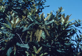 Macadamia ternifolia in flower at Quail B[otanical] G[ardens]