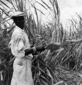 Man in field with cutting tool