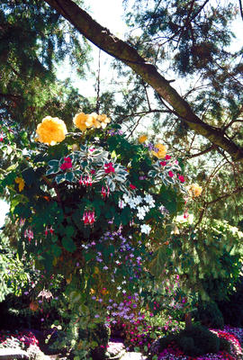 Container gardening : hanging basket