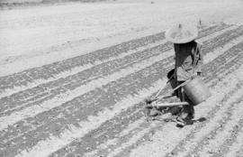 [Chinese vegetable gardener in field]