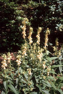 Digitalis lutea : V[an]D[usen] S[ino-]H[imalayan] G[arden]