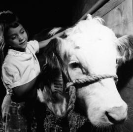 Young girl brushing Hereford cattle