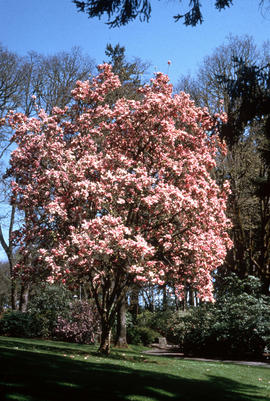 Magnolia soulangeana : picture