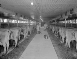 [Men with milking apparatus with cows in barn at Fairmead Farm]