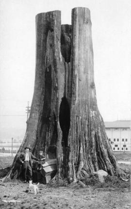 [A huge hollow tree stump on the Vancouver Exhibition grounds at Hastings Park]