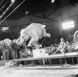 Elephants performing in P.N.E.-Shrine Circus in P.N.E. Forum