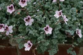 Erodium x willkommianum, Harlow Cas[?]