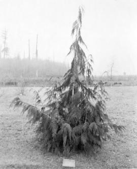 Chamaeparis Nootkatensis (Yellow Cedar) taken soon after botanical garden started [at U.B.C.]