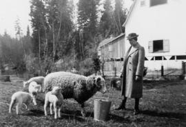 Aldyen Hamber feeding sheep