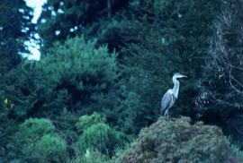 Wildlife : Great Blue Heron