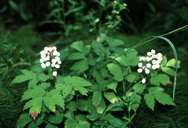 Actaea alba