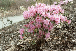 Rhododendron amesiae, triflora, Yunnan